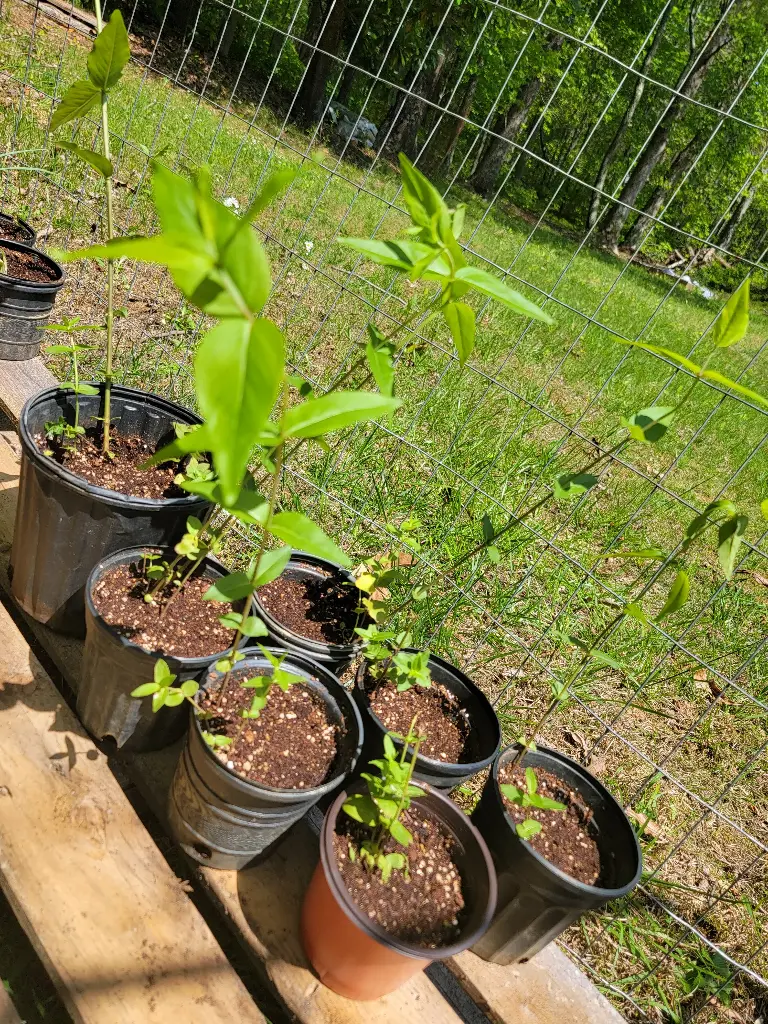 Mountain Mint