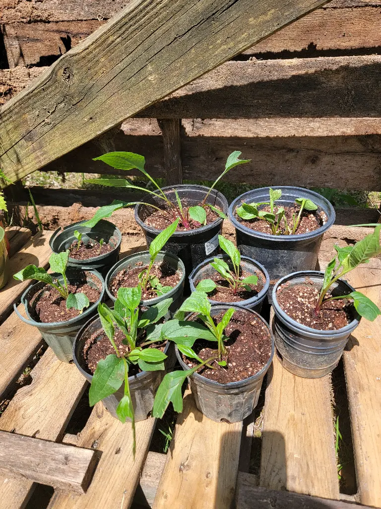 Echinacea