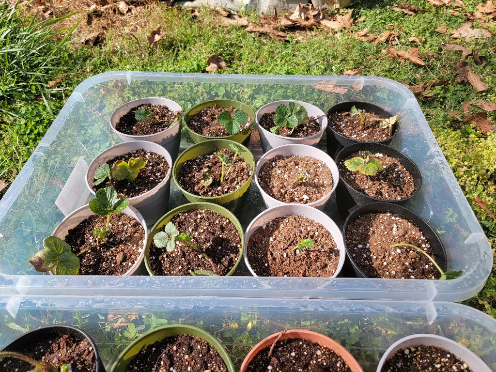 Strawberry plant (June-bearing)