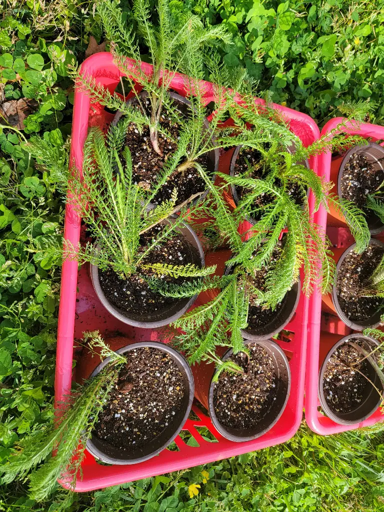 Yarrow (White)