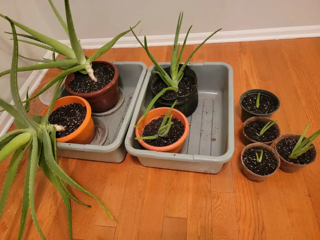Aloe Vera Indoor plant
