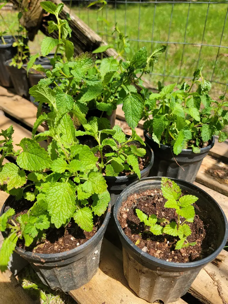 Lemon Balm