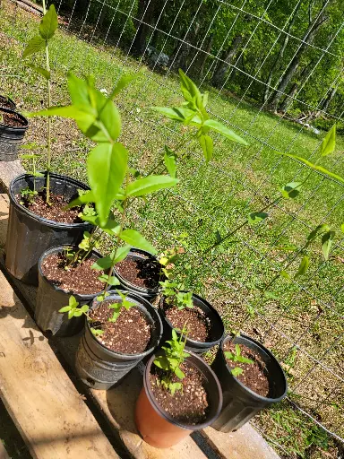 Mountain Mint