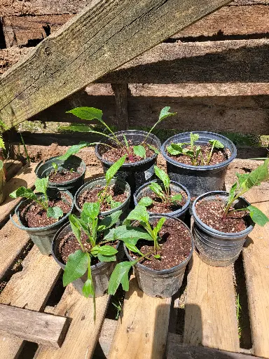 Echinacea