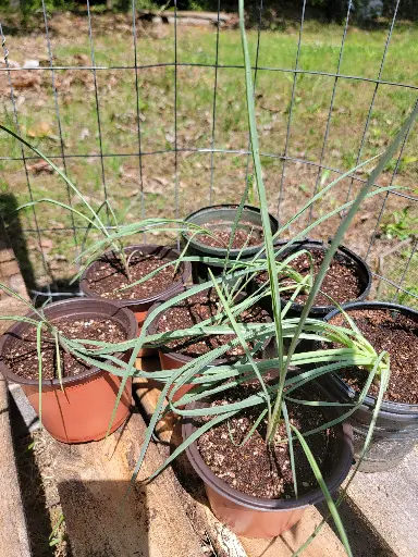 Salsify