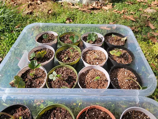 Strawberry plant (June-bearing)