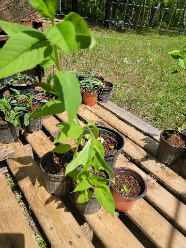 Bee Balm (Red)